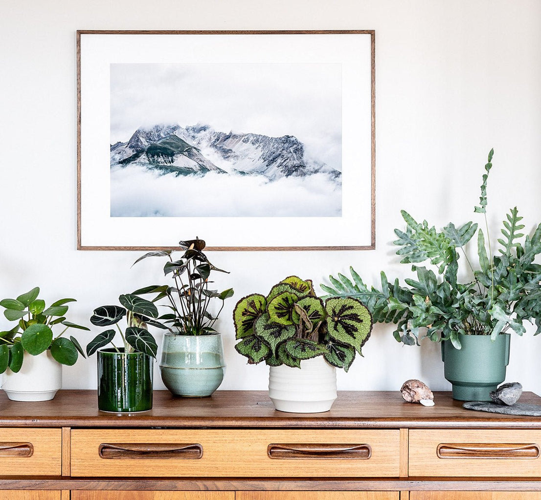 5 Benefits of Bringing Plants into Your Home - Leaf Envy