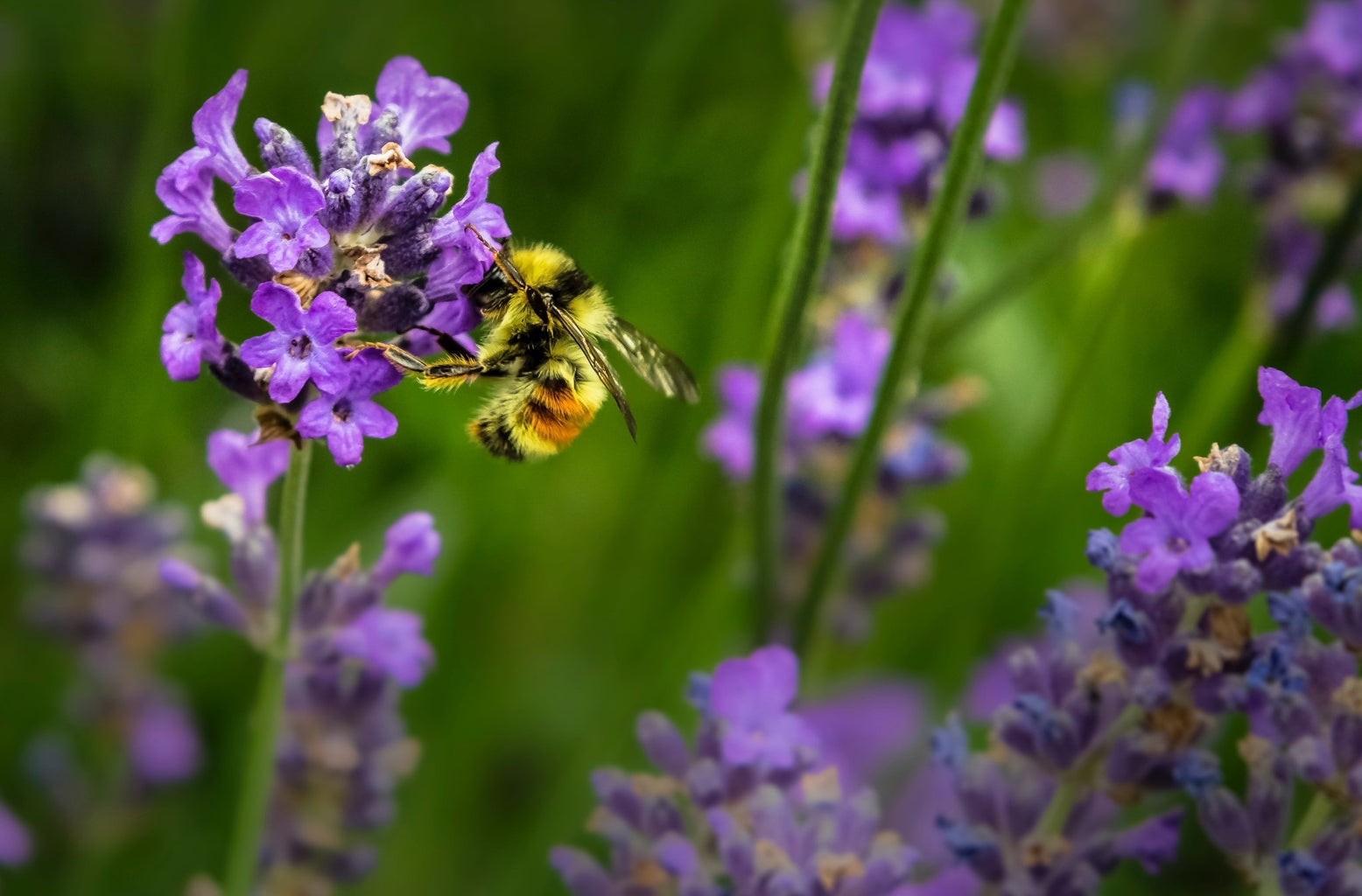 5 Tips on how to Bee friendly - Leaf Envy