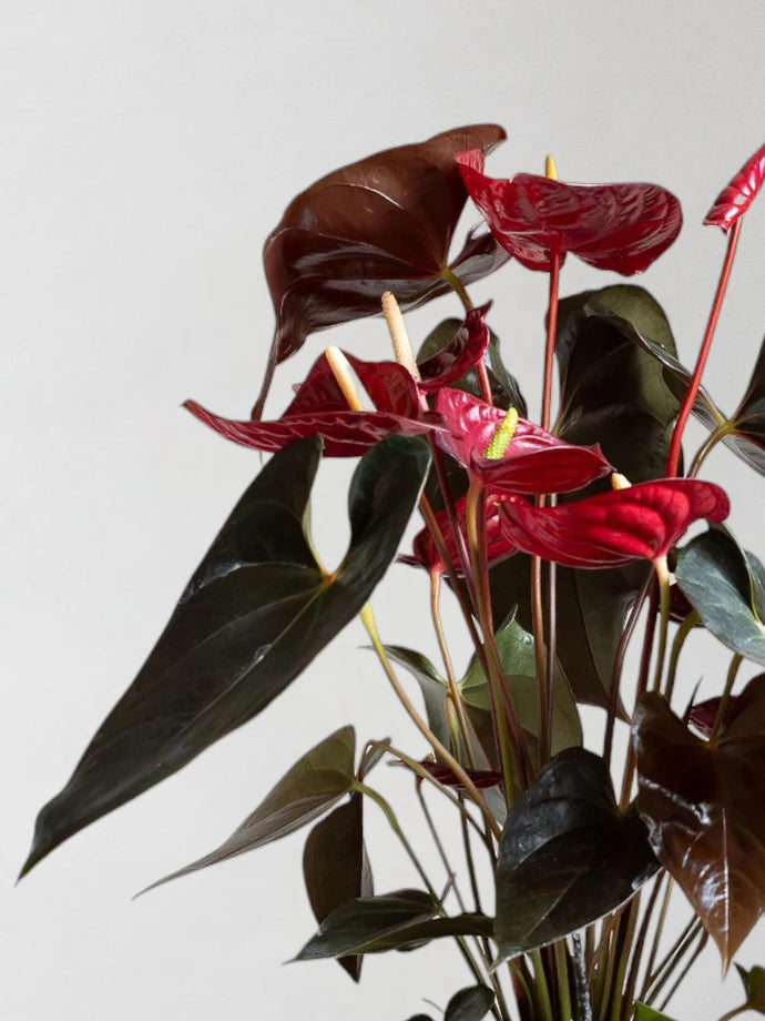 Anthurium Royal Red