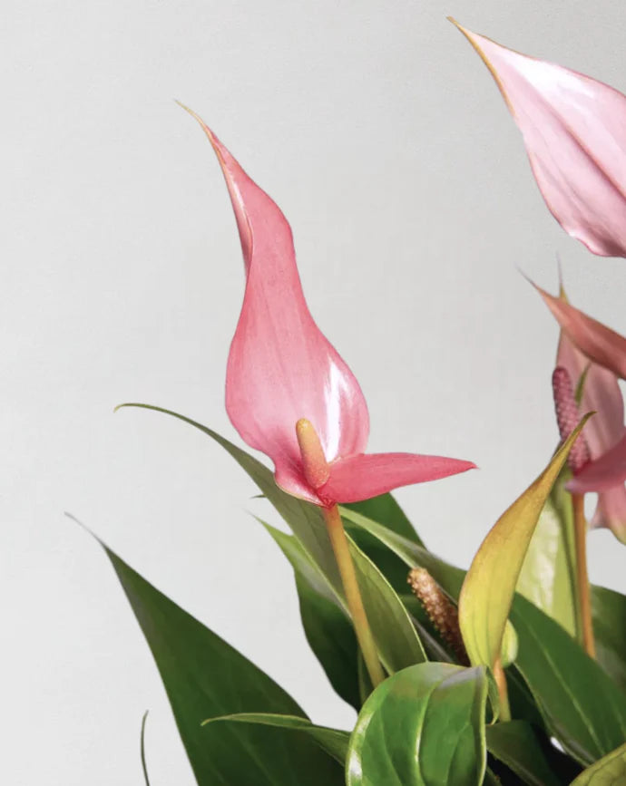 Anthurium Royal Lilli Pink Care Guide