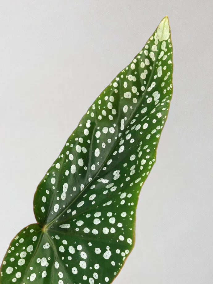Begonia Albopicto Silver Care Guide