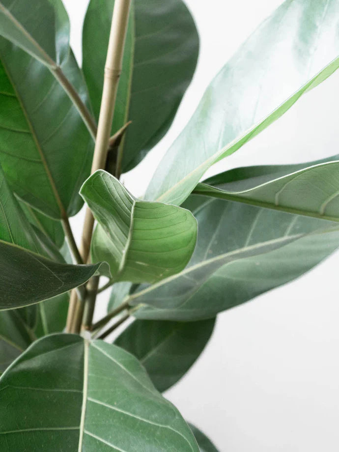 Ficus Benghalensis Roy Care Guide
