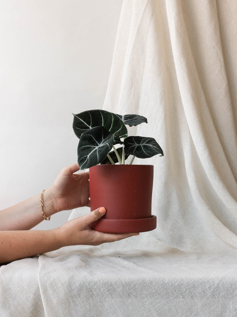 Alocasia Black Velvet Plant Care Tips - Leaf Envy