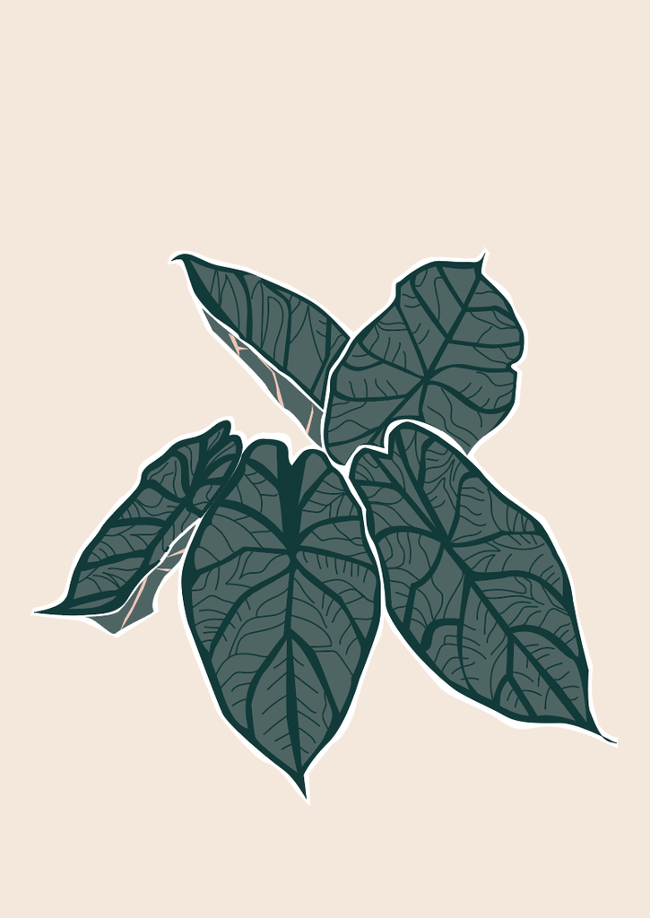Alocasia Dragon Scale - Leaf Envy