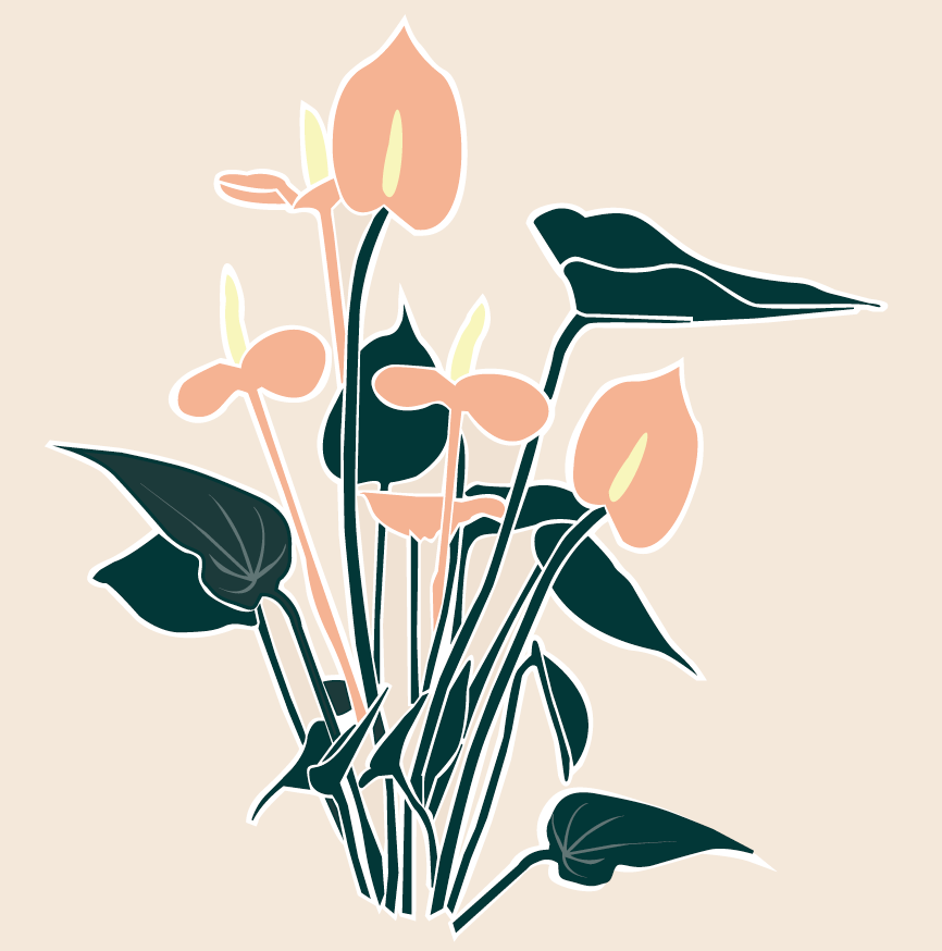 Anthurium - Leaf Envy