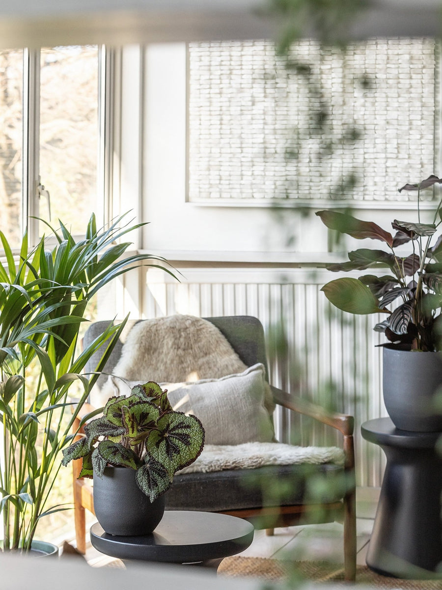 All of The Essential Houseplant Accessories Every Indoor Plant