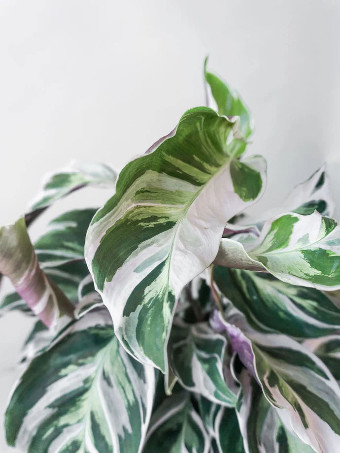 weiß grüner efeu Kaukasischer Efeu - Hedera colchica 'Dentata Variegata'