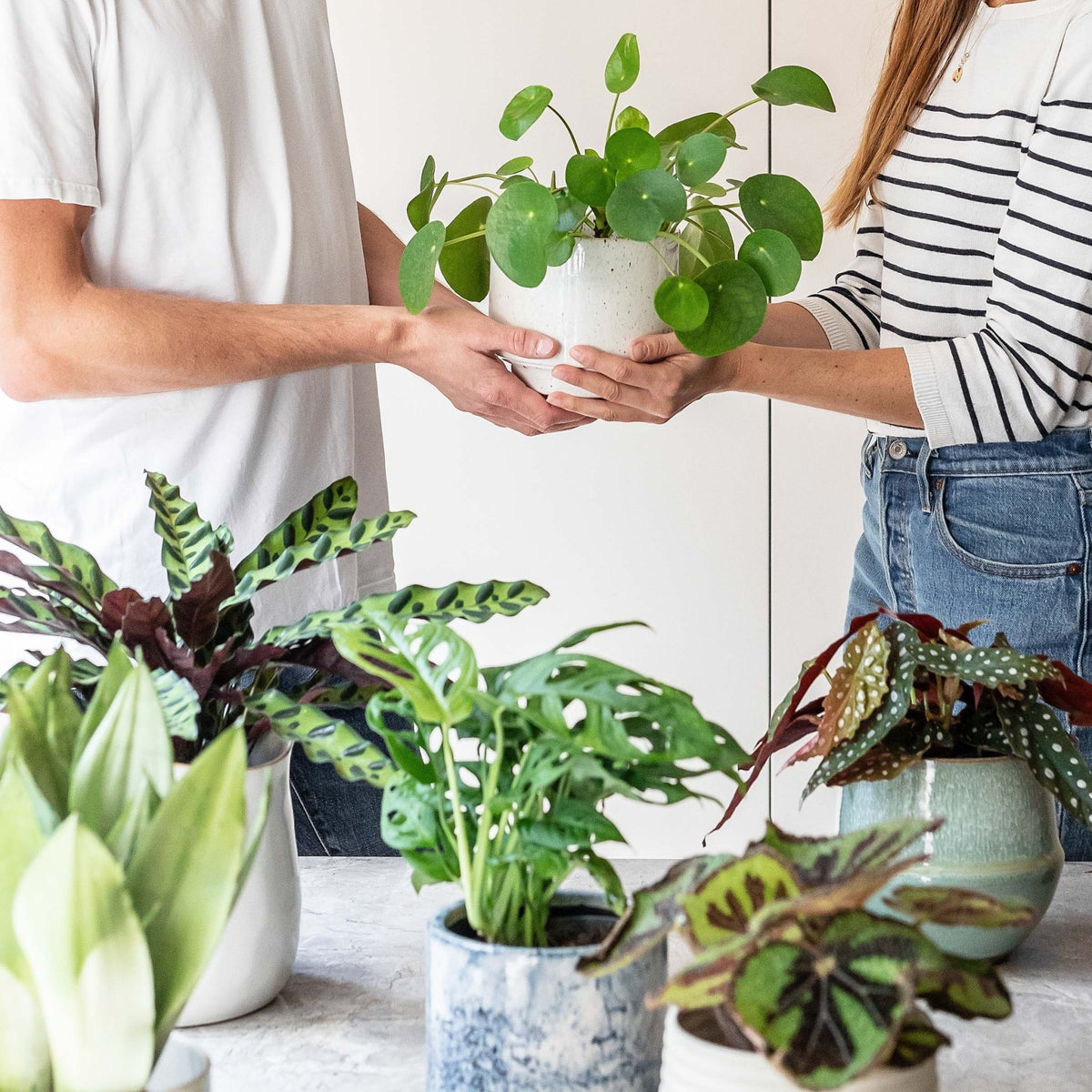 Gifting Sustainable Alternatives to Cut Flowers Leaf Envy