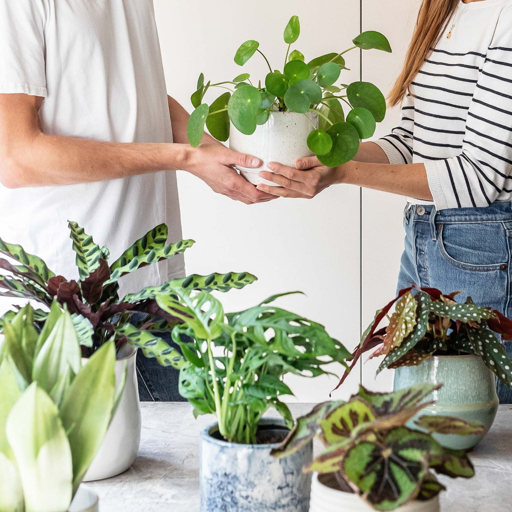Gifting: Sustainable Alternatives to Cut Flowers - Leaf Envy