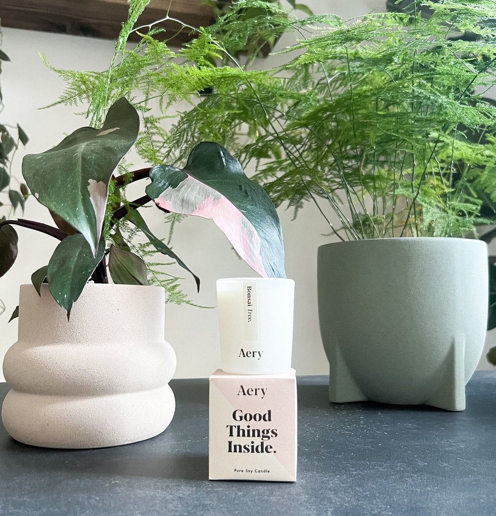 How to reuse your candle pot to care and grow for your cuttings from Aery Living - Leaf Envy