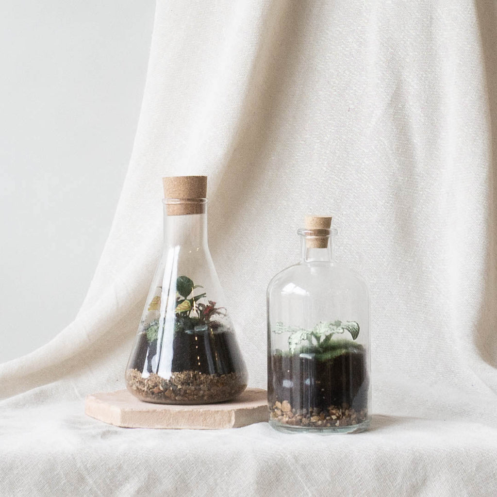 London Terrariums x Leaf Envy - Leaf Envy