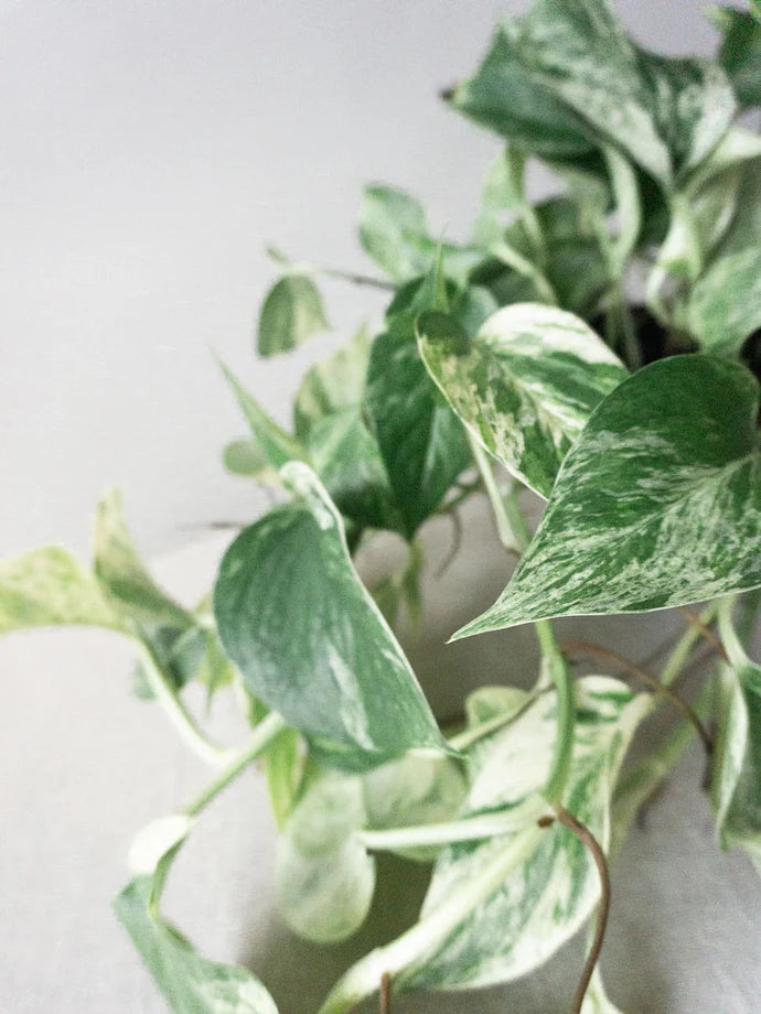 Marble Queen Pothos Care Guide