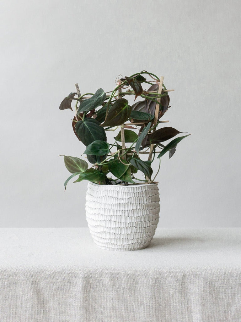 Philodendron Micans Plant Care Tips - Leaf Envy