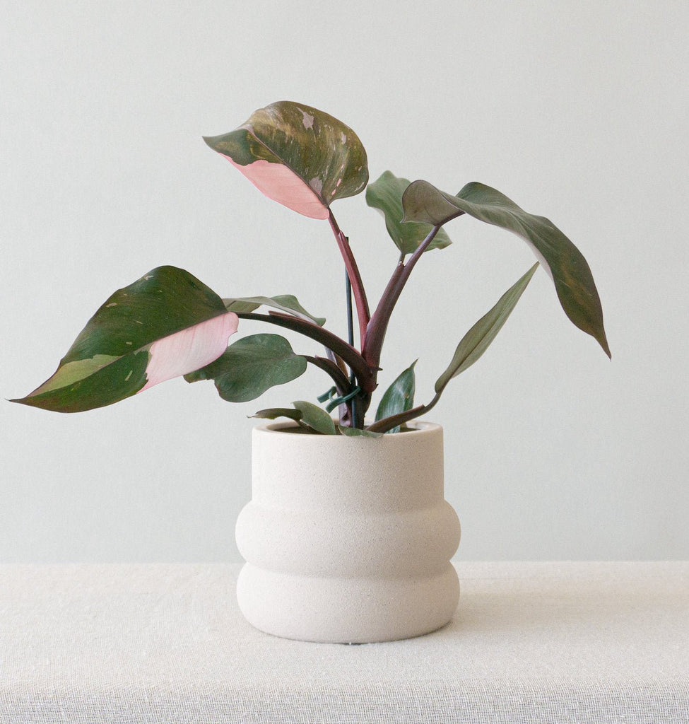 Pink Perfection: Your Complete Guide to the Philodendron Pink Princess - Leaf Envy