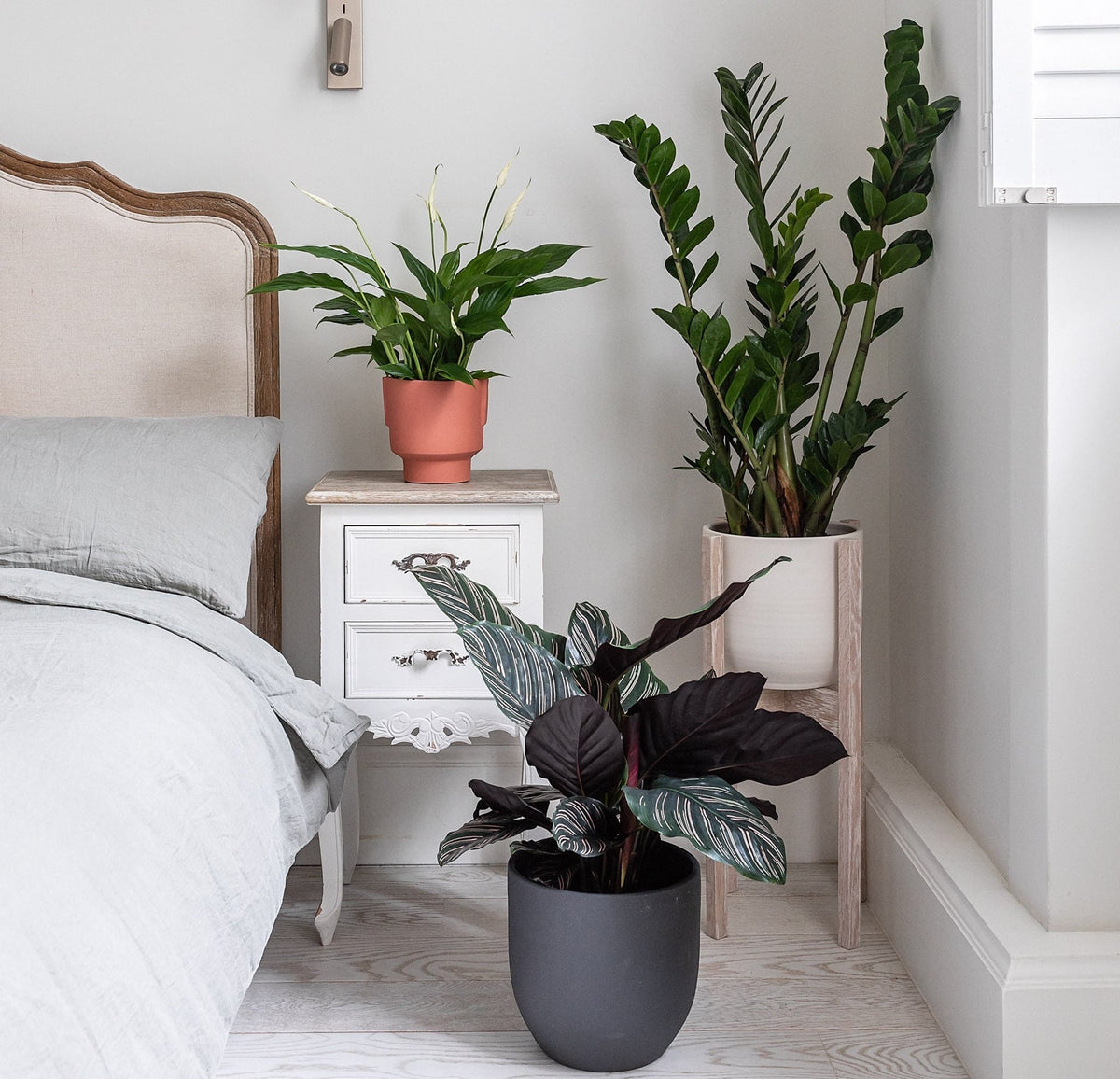 Low Light Houseplants | Indoor Plants by Leaf Envy