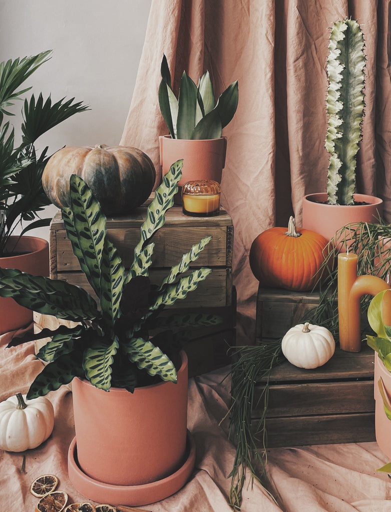 Six Spooky Halloween House Plants - Leaf Envy