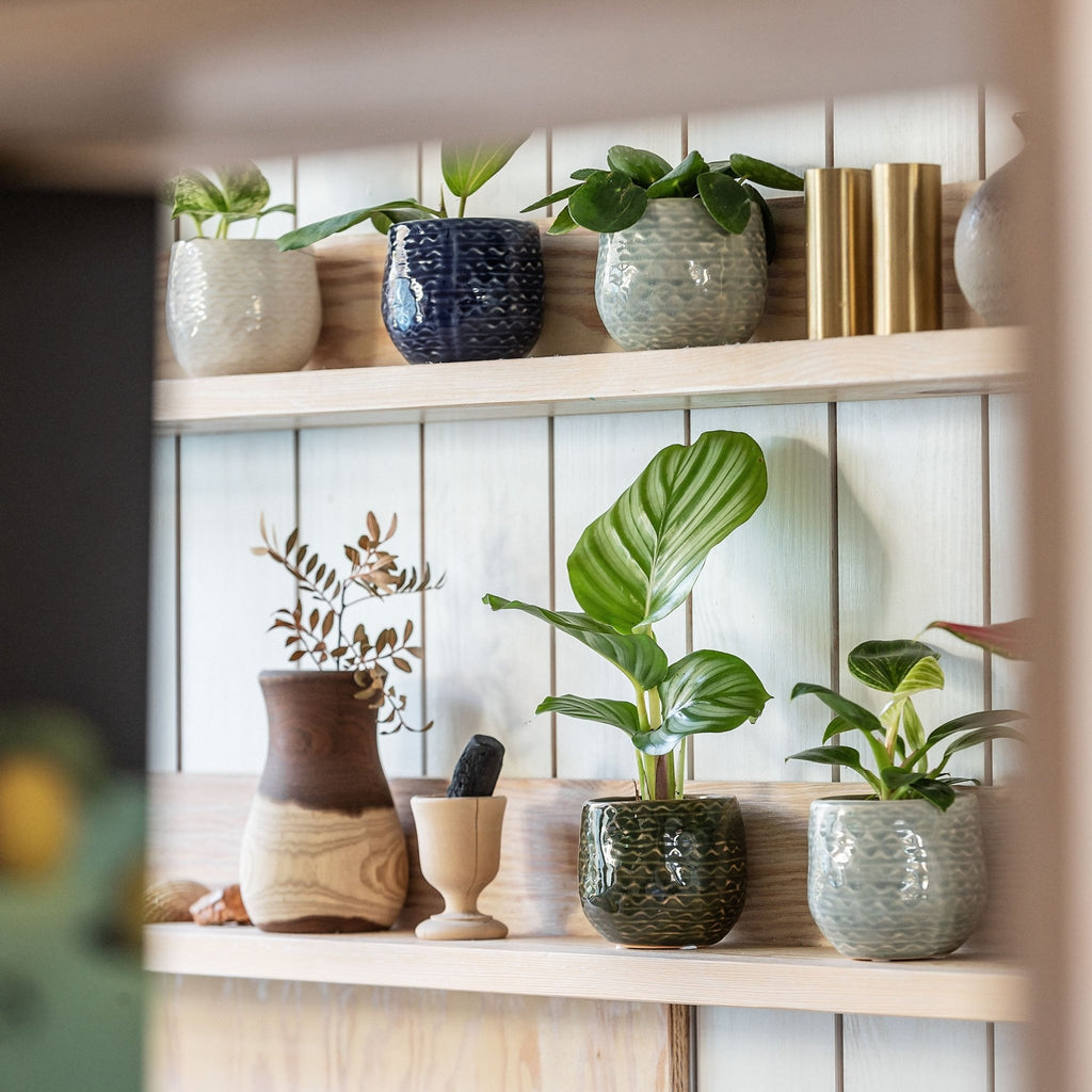 Top 10 Tips for Your Houseplants in Spring - Leaf Envy