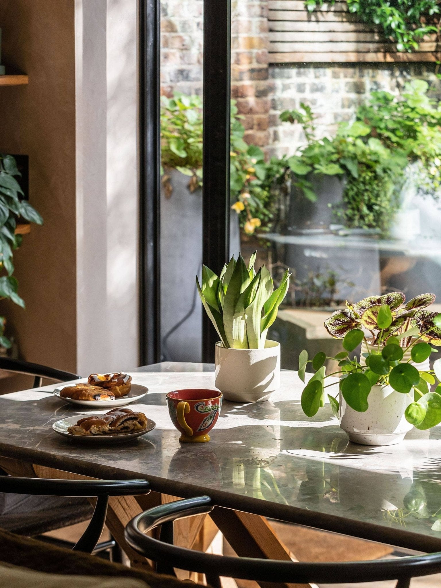 Top 3 houseplants that like direct sunlight