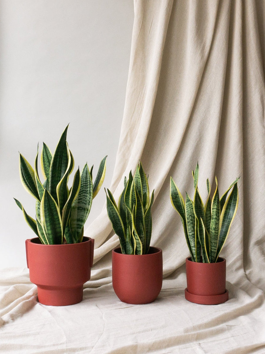 Top 5 Benefits of Having a Snake Plant in Your Home – Leaf Envy