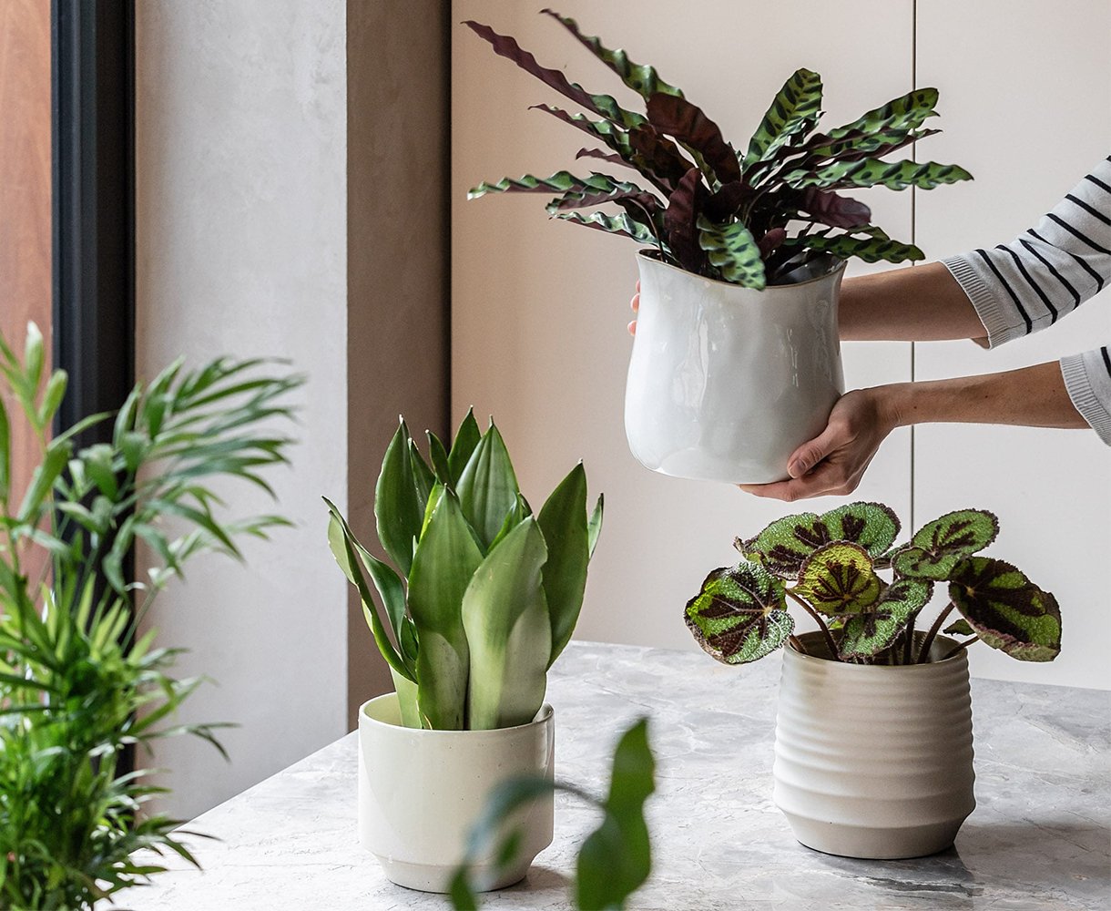 Top 5 best gifts for plant lovers - Leaf Envy