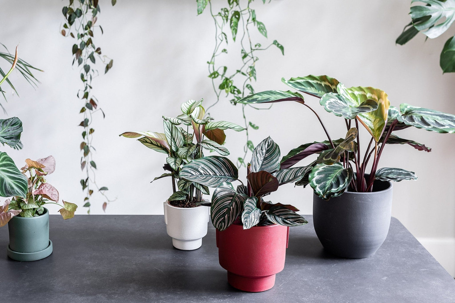 Top 5 Calathea Plant Care Tips - Leaf Envy