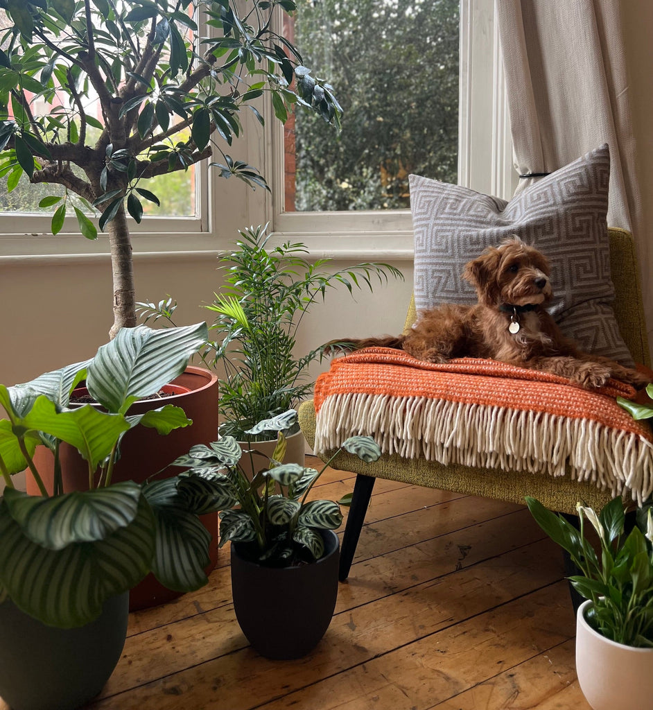 Top Tips to Keep Your Dog Away from Your Houseplants - Leaf Envy