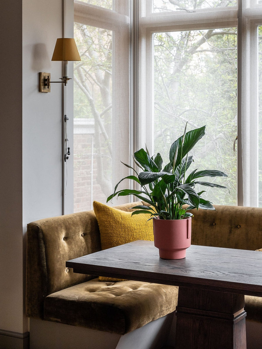 How to make your Peace Lily flower Indoor plants delivery by Leaf Envy