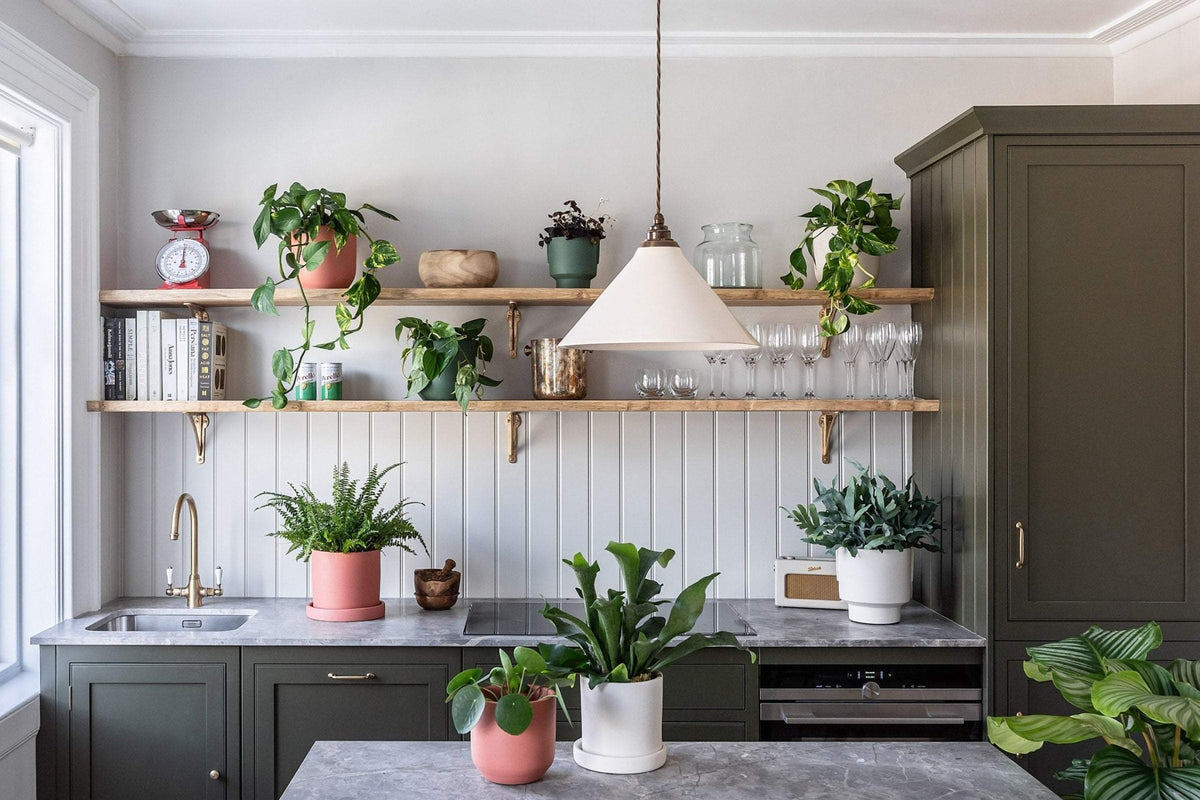 Create calm in the kitchen The best plants for the kitchen