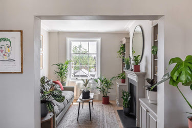 Living Room Plants - Leaf Envy