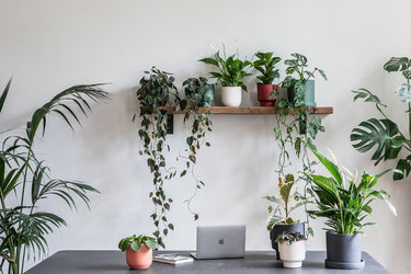 Office Plants - Leaf Envy