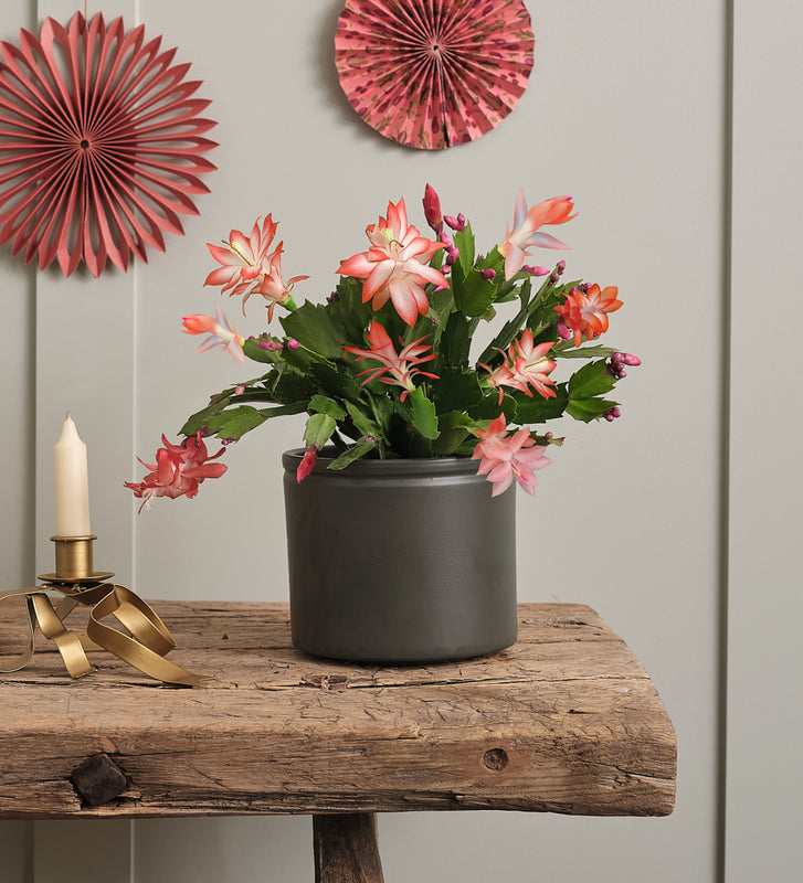 Apricot Christmas Cactus & Pot