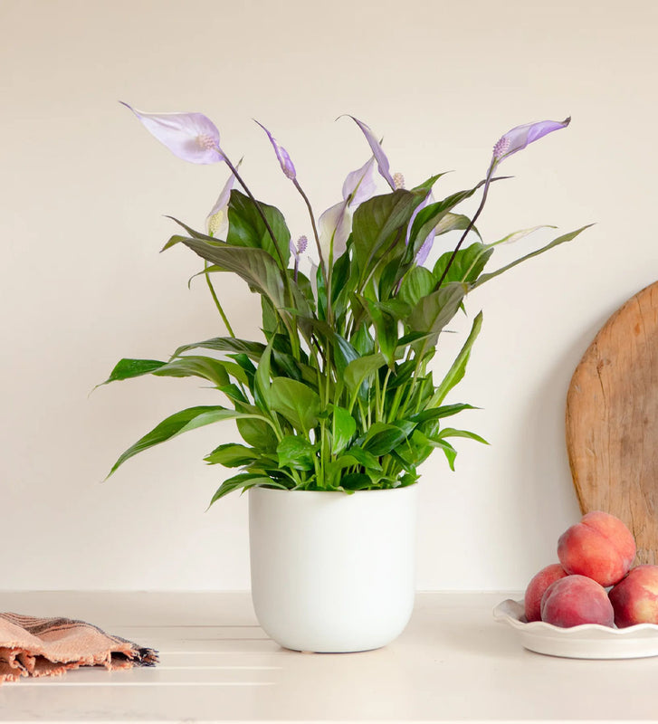 Purple Peace Lily & Pot