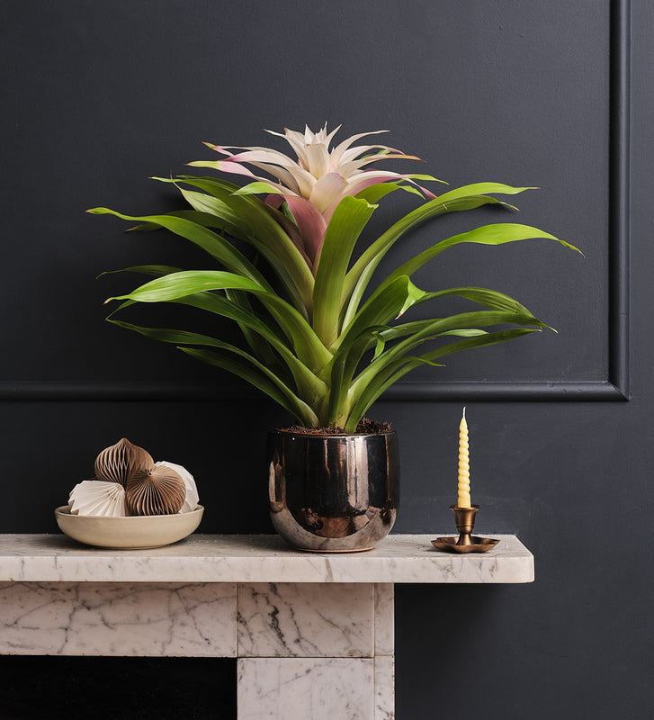 Bromelia Candy & Pot