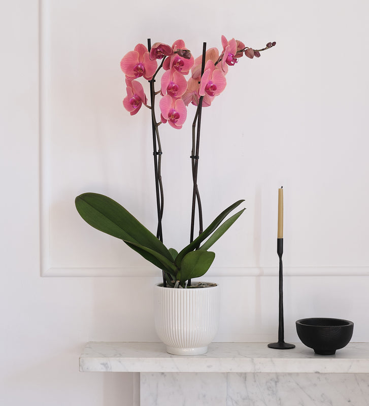 Coral Orchid & Pot