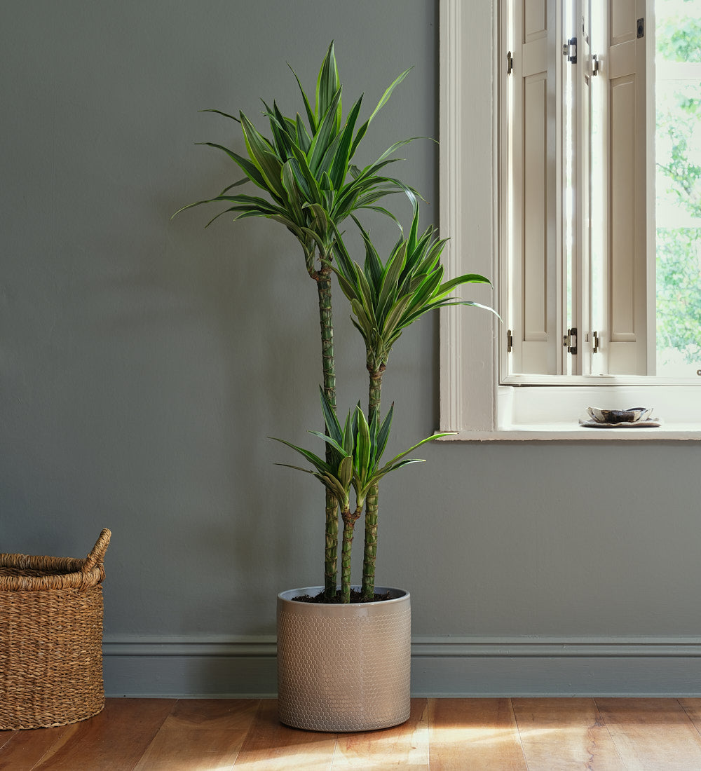 large dracaena lemon lime Dracaena Lemon & Lime Large