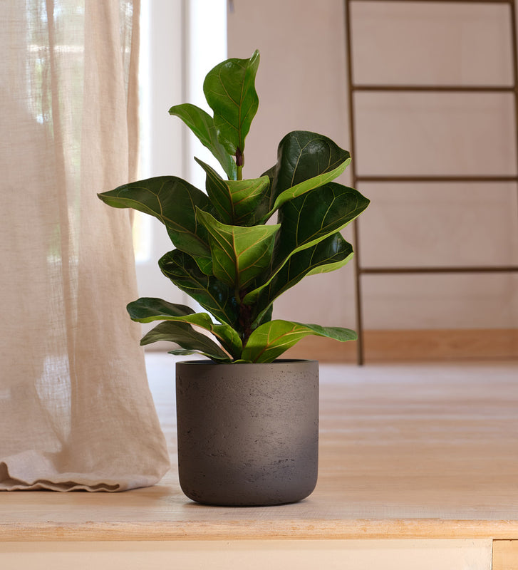 Fiddle Leaf Fig