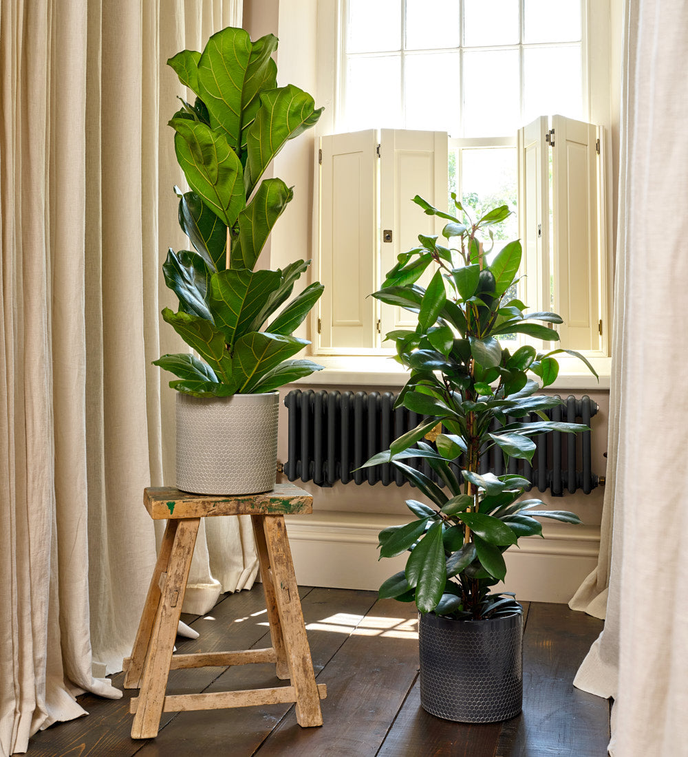 plants to pair with fiddle leaf fig Fig Pair
