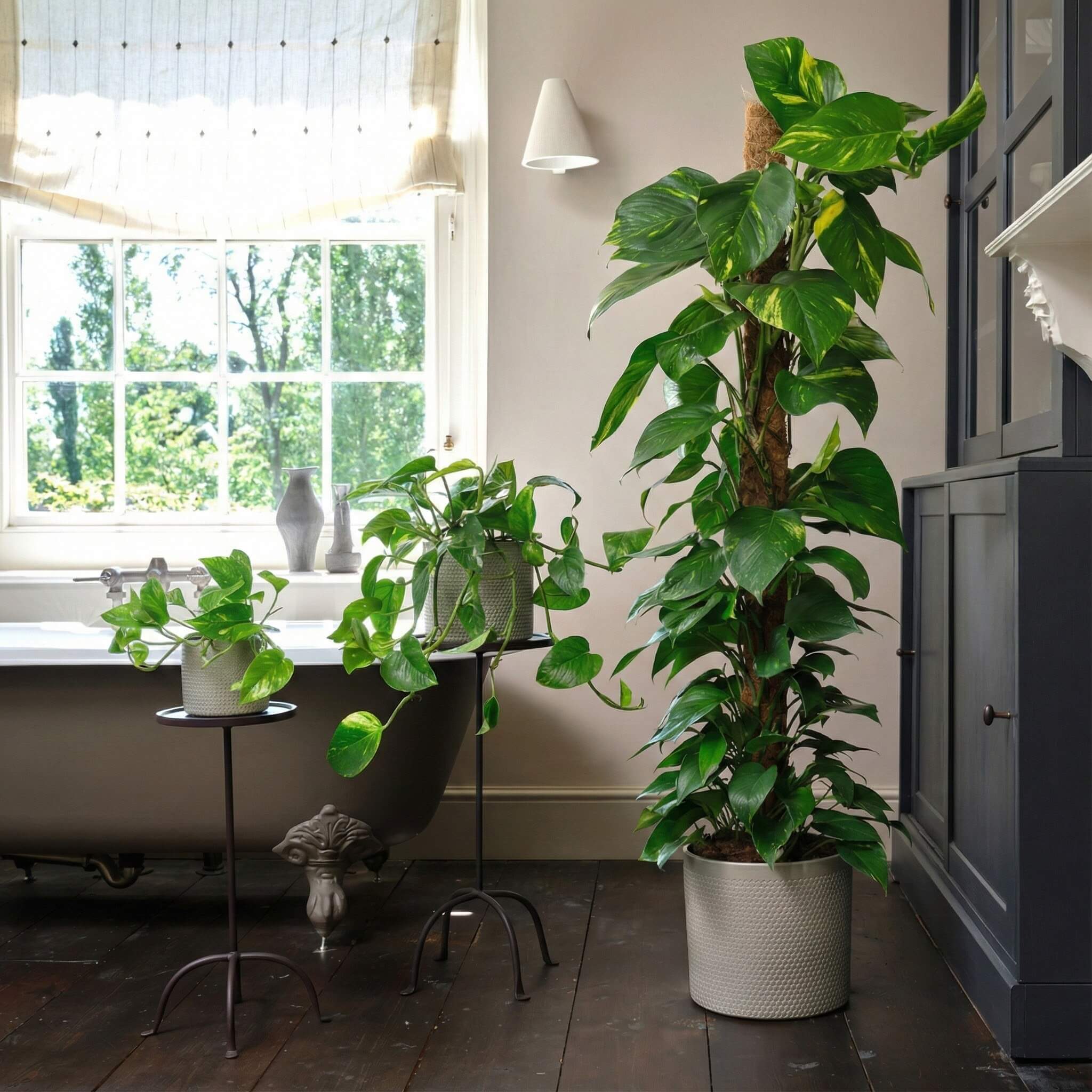 golden pothos images Golden Pothos | Easy-Care | Fast Growing | Low-Light