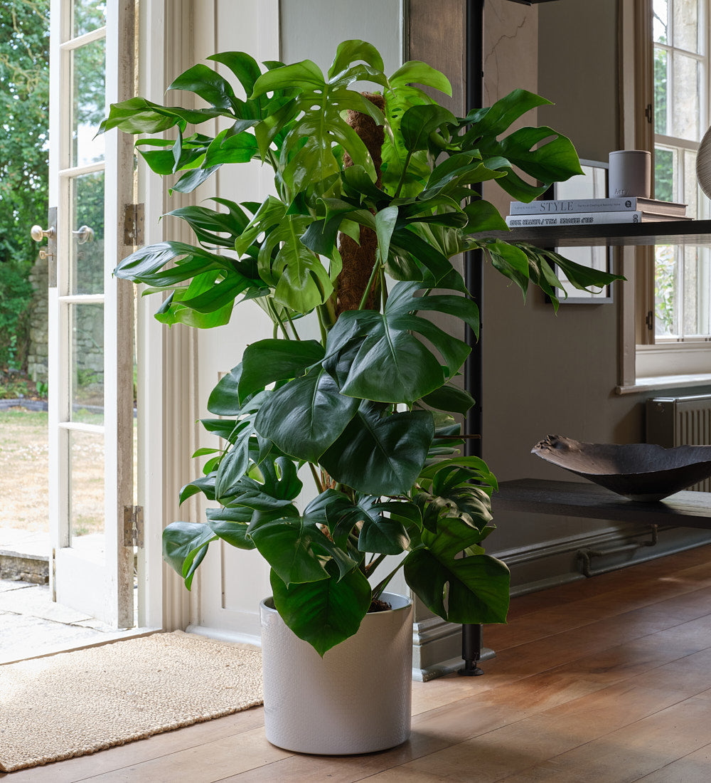 indoor large monstera plant Monstera Deliciosa | Swiss Cheese Houseplant | Buy Plants Online | Easy Care