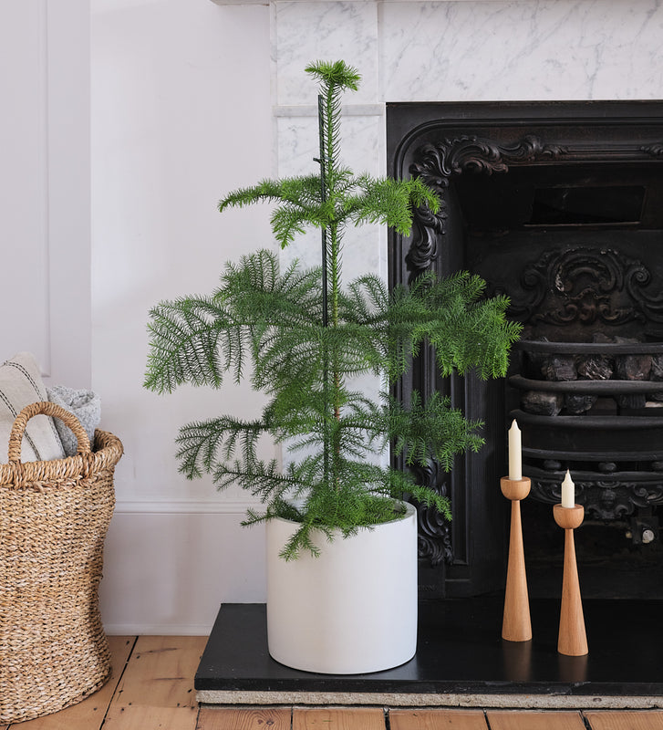 Norfolk Pine