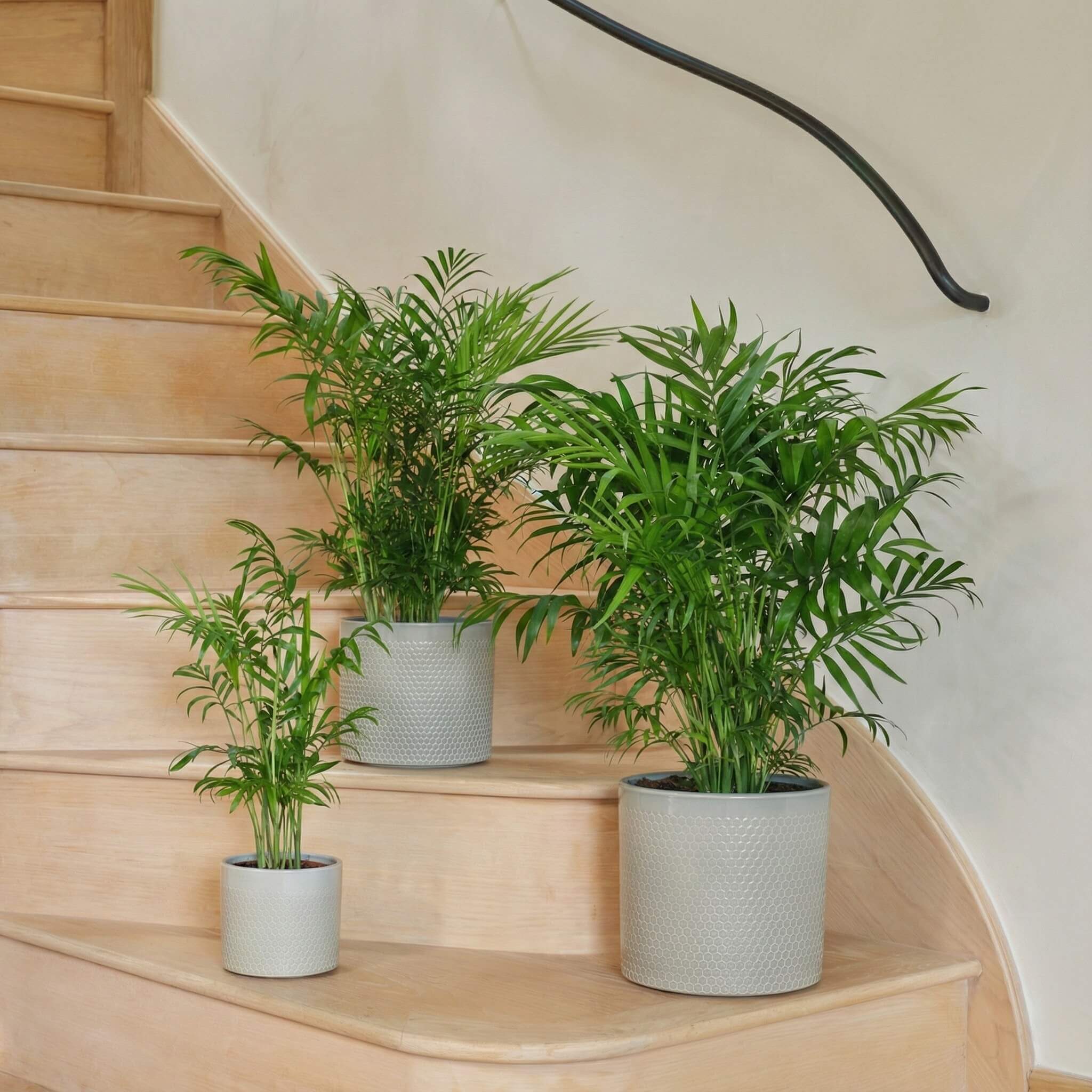 indoor palm plants uk Parlour Palm | Chamaedorea | Houseplant | Buy Plants Online