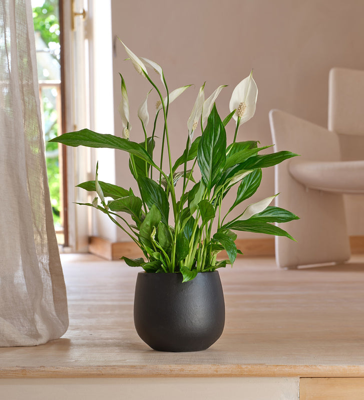 Peace Lily