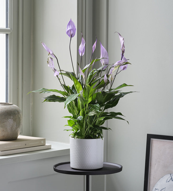 Lilac Peace Lily & Pot