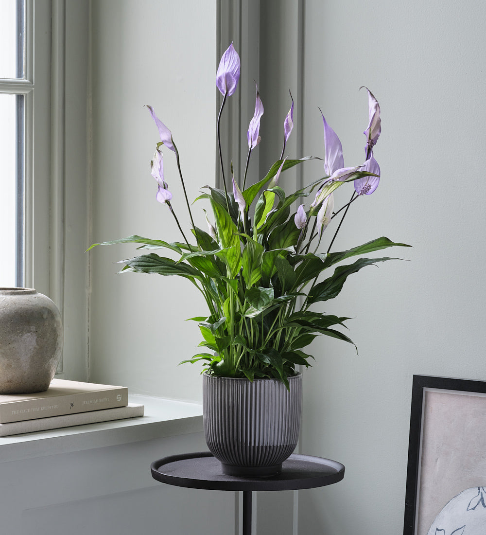 purple peace lily Lilac Peace Lily & Pot