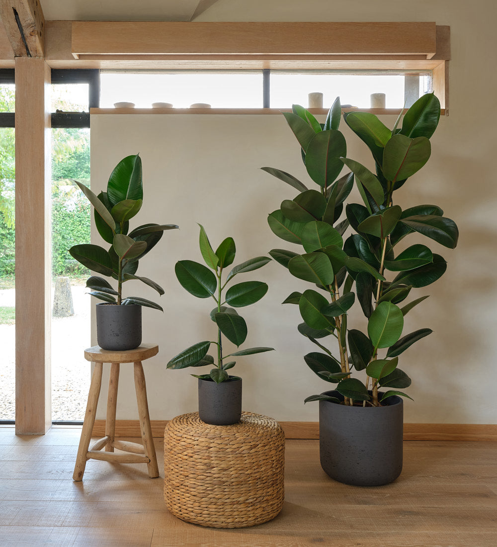 big rubber plant indoor Rubber Plant | Ficus Elastica Abidjan | Buy Plants Online