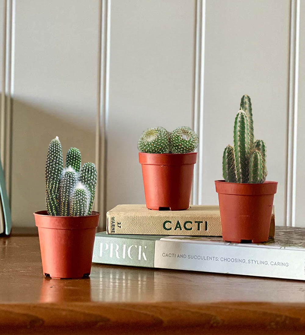 cactus plant pots uk Parlour Palm | Chamaedorea | Houseplant | Buy Plants Online