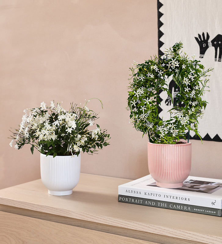 Scented pair
