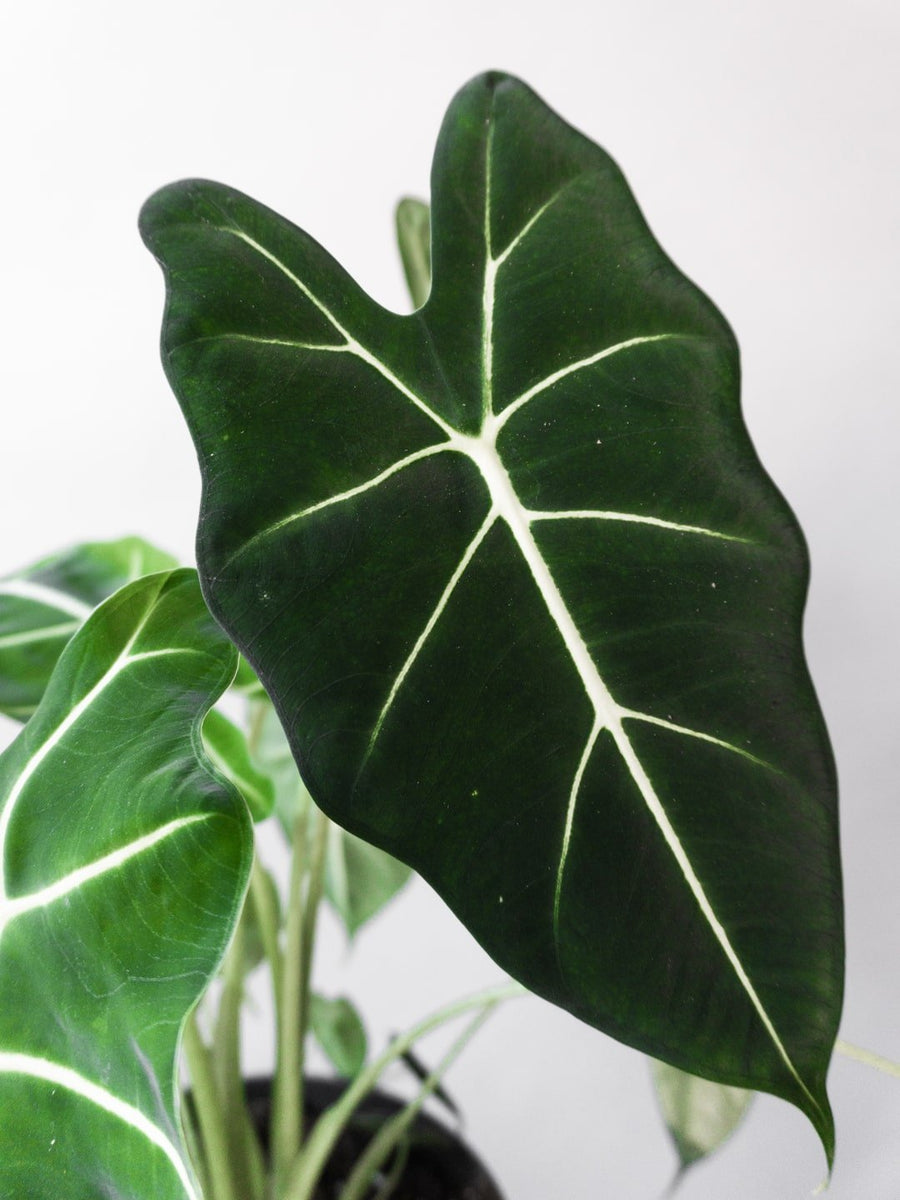 Alocasia Frydek, Green Velvet, Elephant Ear Houseplant, Online Delivery