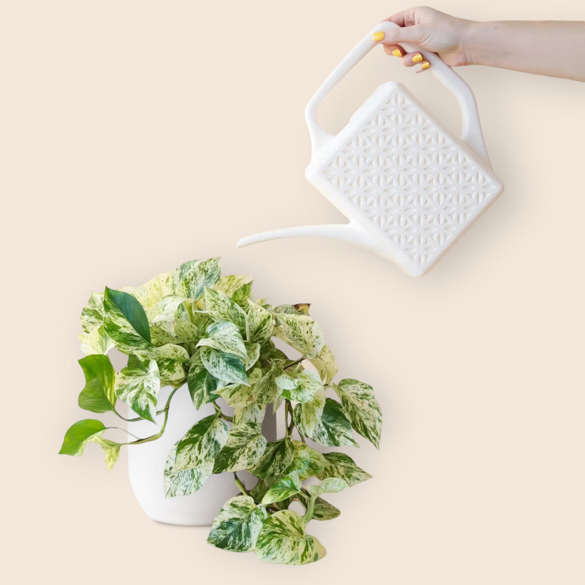 Breeze Block Watering Can Ivory Leaf Envy