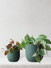 Philodendron Duo - Leaf Envy